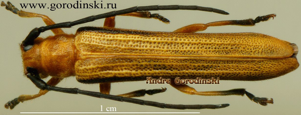 http://www.gorodinski.ru/cerambyx/Oberea sp.2.jpg